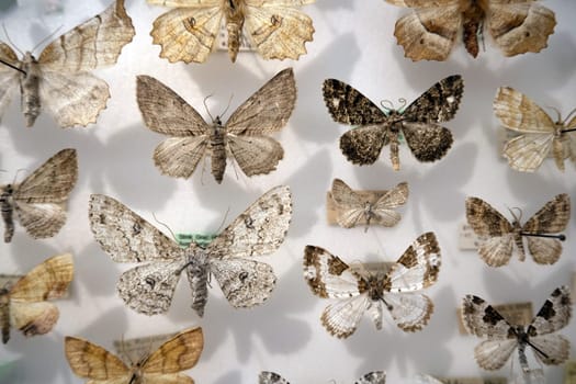 Many moth collection on display show case