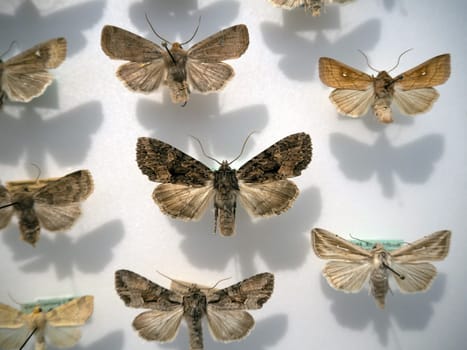 Many moth collection on display show case