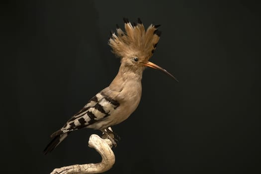 Stuffed upupa bird on display isolated on black background