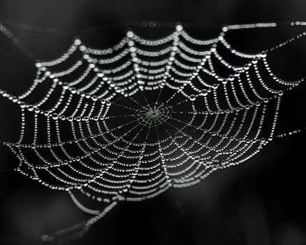 Glistening raindrops on a spider web, capturing the intricacy and beauty of nature.