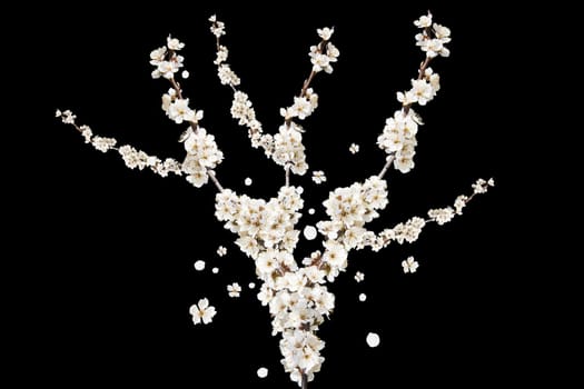 blossoming tree isolated on black background, spring
