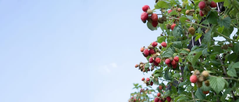 fresh ripe raspberries on the bushes in the garden against the blue sky, organic berries with green leaves on the branches, Summer garden in the village,space for text, High quality photo.