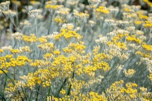 curry plant,Italian immortelle with silver leaves, aromatic spice, ornamental plant, Bush with many small yellow flowers,eternal yellow flowers, Latin name Helichrysum italicum,High quality photo