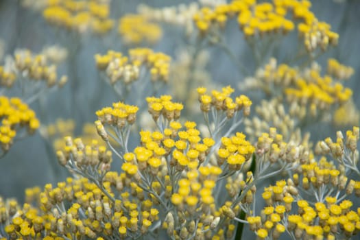 curry plant,Italian immortelle with silver leaves, aromatic spice, ornamental plant, Bush with many small yellow flowers,eternal yellow flowers, Latin name Helichrysum italicum,High quality photo