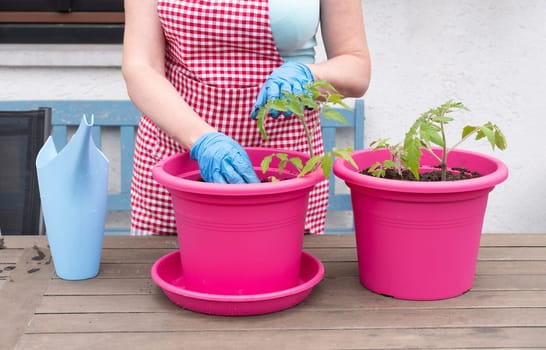 a woman gardener in gloves transplants seedlings of tomatoes into large pots, seasonal spring work in the home garden, high quality photo