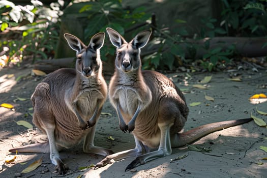 Two kangaroos, a male and a female, are standing side by side in a grassy field. The taller male kangaroo has his arms relaxed by his side, while the female kangaroo stands close to him, both looking attentively at their surroundings.