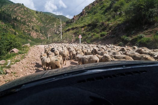 A flock of sheep blocking the dusty dirt road winding through valley with mountains at sunny day. View from inside a car. Drivers perspective.