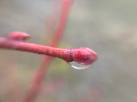 Buds on trees grew in the spring