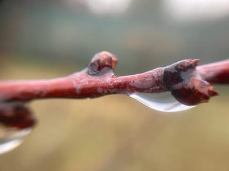Buds on trees grew in the spring