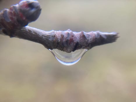 Buds on trees grew in the spring