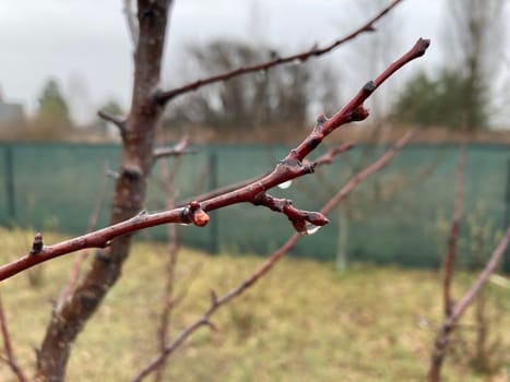 Buds on trees grew in the spring