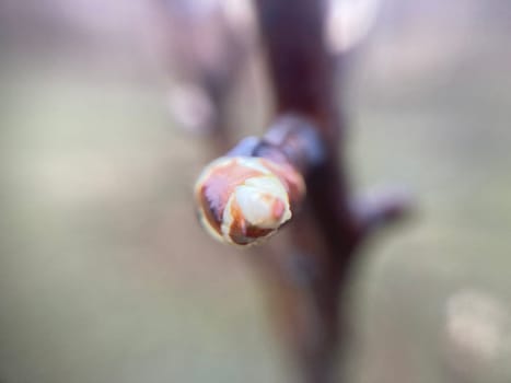 Buds on trees grew in the spring