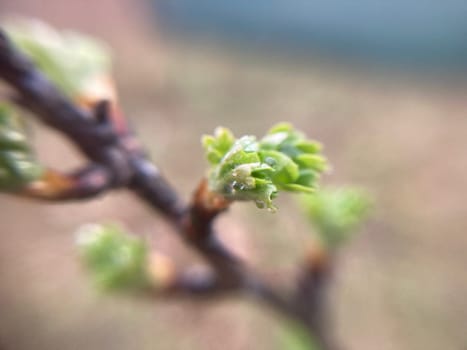 Buds on trees grew in the spring