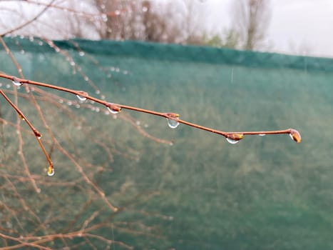 Buds on trees grew in the spring