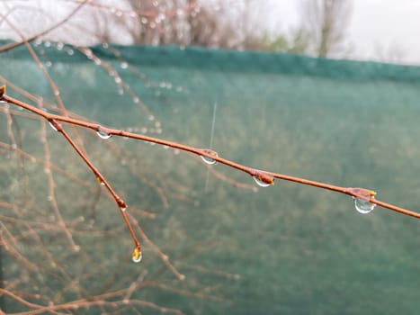 Buds on trees grew in the spring