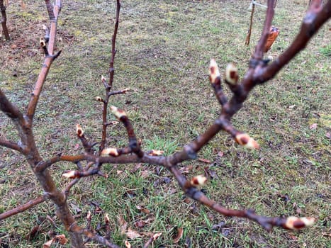 Buds on trees grew in the spring