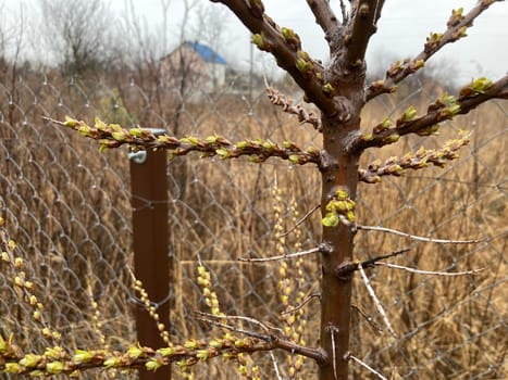 Buds on trees grew in the spring