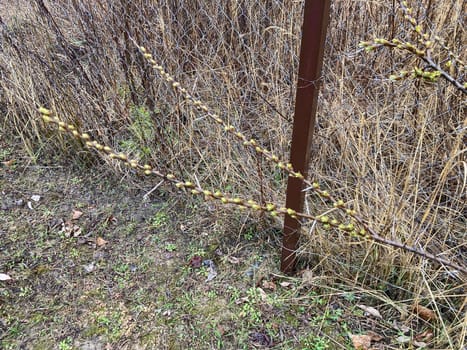 Buds on trees grew in the spring