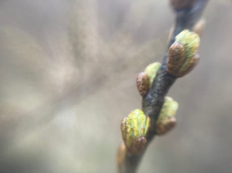 Buds on trees grew in the spring