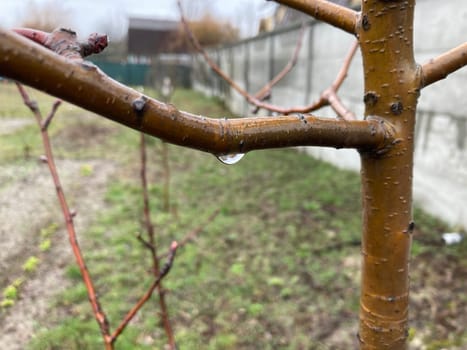 Buds on trees grew in the spring