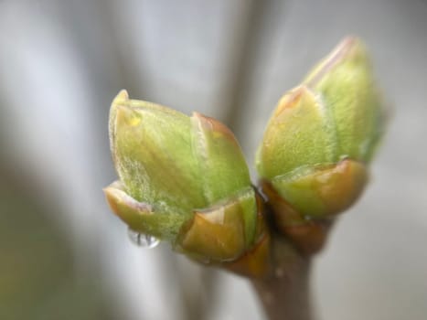 Buds on trees grew in the spring