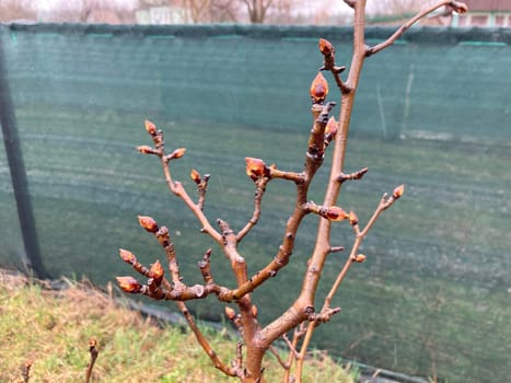 Buds on trees grew in the spring