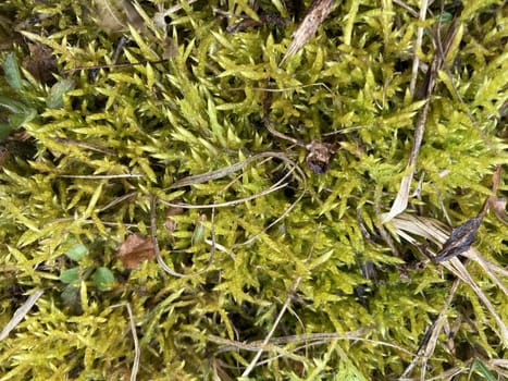 Grass grew in a the spring in the garden plot