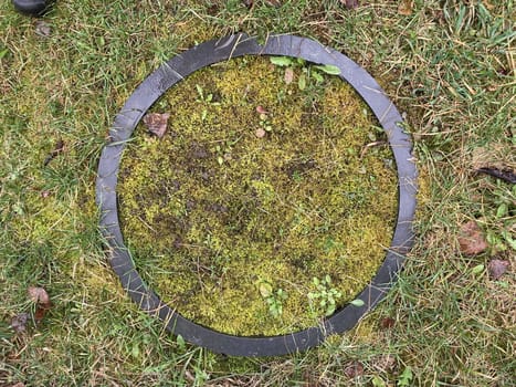 Grass grew in a the spring in the garden plot
