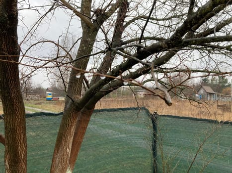 Buds on trees grew in the spring