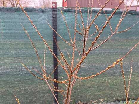 Buds on trees grew in the spring