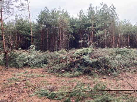 Foresters cutting down a young pine the forest