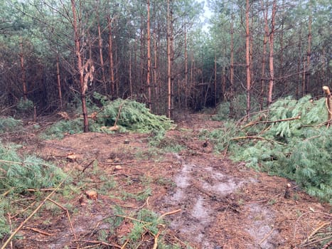 Foresters cutting down a young pine the forest