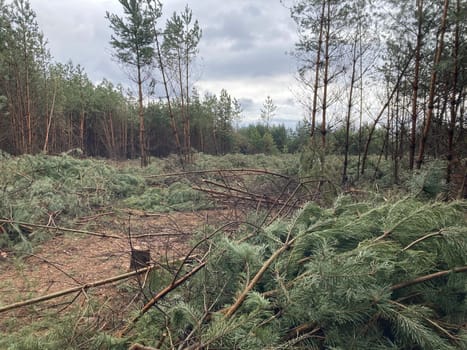 Foresters cutting down a young pine the forest