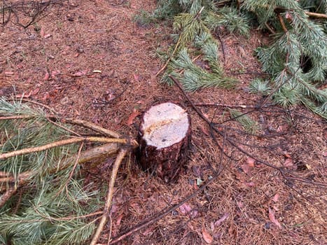Foresters cutting down a young pine the forest