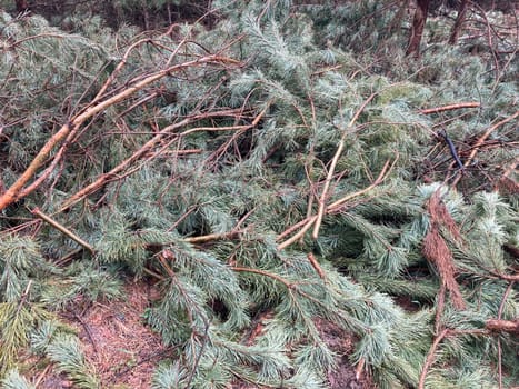 Foresters cutting down a young pine the forest