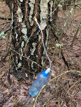 Extraction of birch sap using an the industrial method