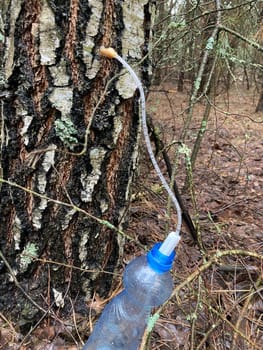 Extraction of birch sap using an the industrial method