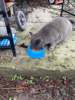 Domestic cat lives in a the country house