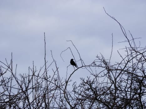 A bird sits in the spring in a the village
