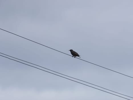 A bird sits in the spring in a the village