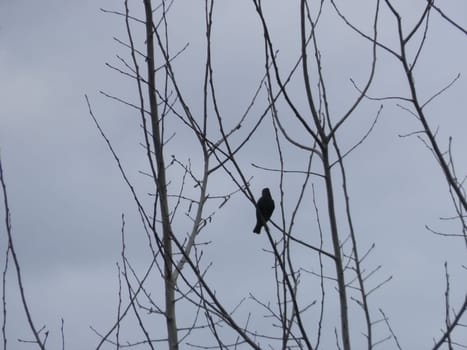 A bird sits in the spring in a the village