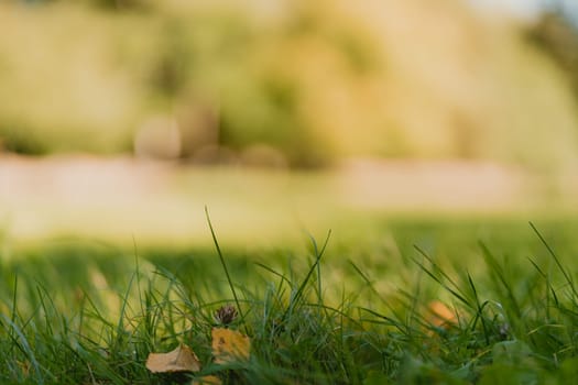 Green sunny city park with dry leaves in grass and sunlight, blurry background with selective focus and bokeh