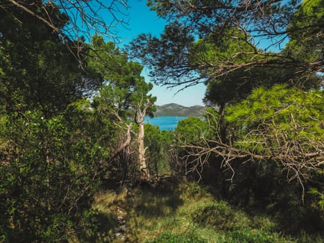 Thick coniferous forest and Mir salt lake of Dugi Otok island, Telascica National Park, Croatia