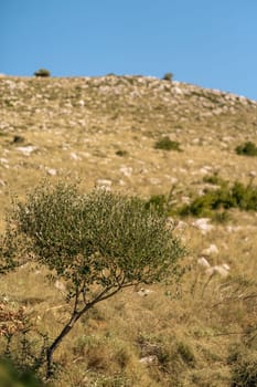 Summer sunny landscape with lonely green tree at foot of hill and blue bright sky, idyllic nature of Telascica National Park, Croatia