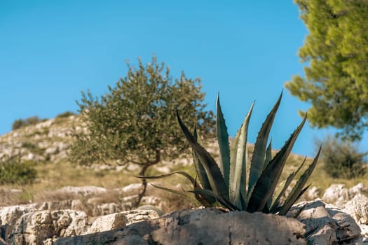 Large leaves of succulent plant growing from stones under blue bright sky, scenic nature of Telascica National Park, Croatia