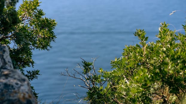 Green tree branches and blue water with beautiful ripples, nature of Telascica National Park, Croatia