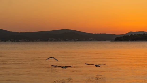 Sunset view of flying flock of birds over water with orange sky reflection, Telascica National Park, Croatia