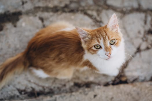 Street cat outdoor portrait, top view of lonely homeless animal sitting on stone floor