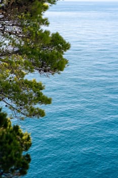 Green branches of coniferous tree over surface of blue water of Adriatic Sea, peaceful scene in National Park of Telascica, Croatia