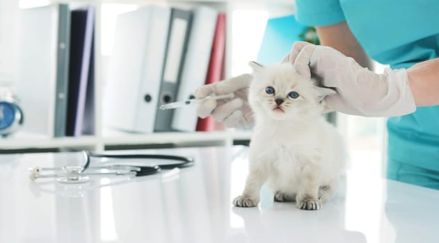 veterinarian doctor makes injection to kitten in clinic. Fluffy purebred kitty during shot of vaccine in hospital